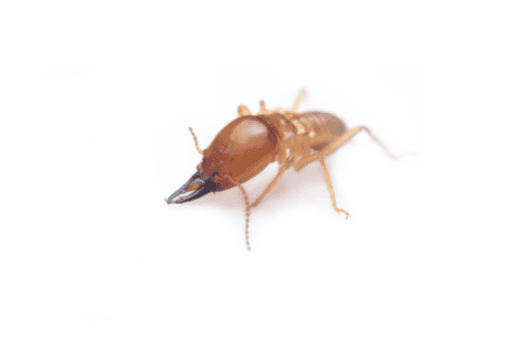 How Can I Prevent Drywood Termites in Florida? | Termite Control
