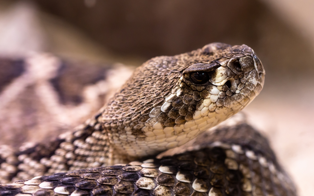 Identifying Venomous Snakes in Georgia
