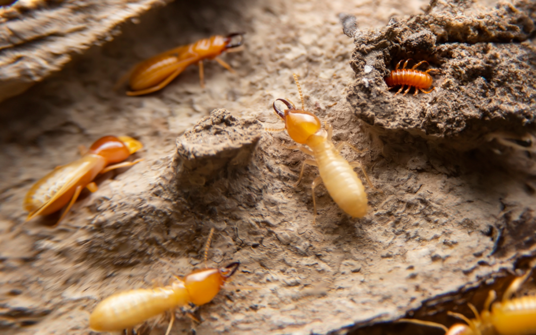 How to Control Termites at Home