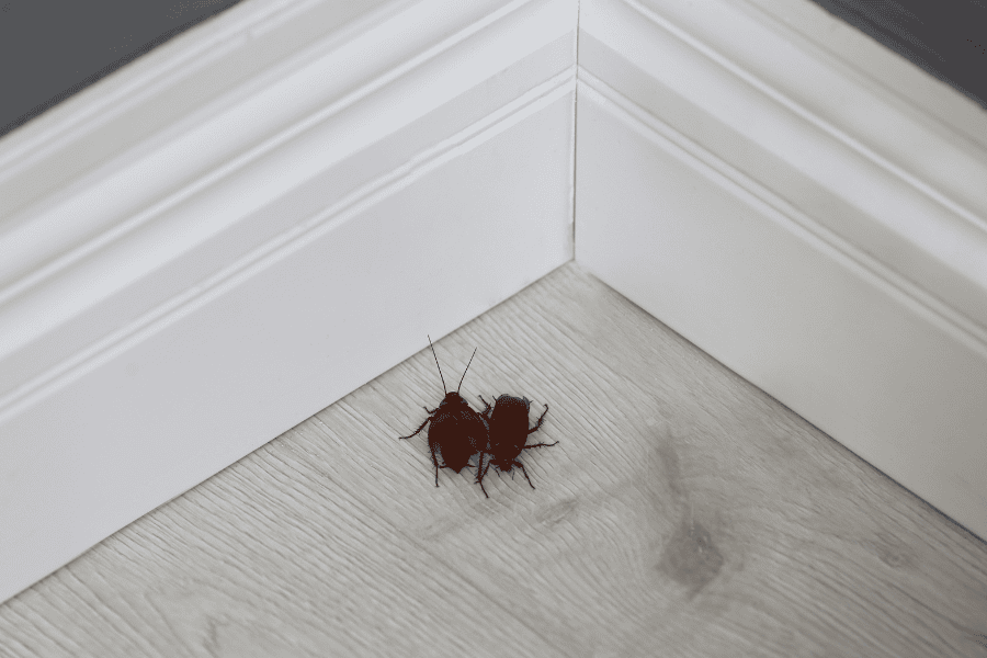 Why Do I Have a Bug Problem in My Florida Home?