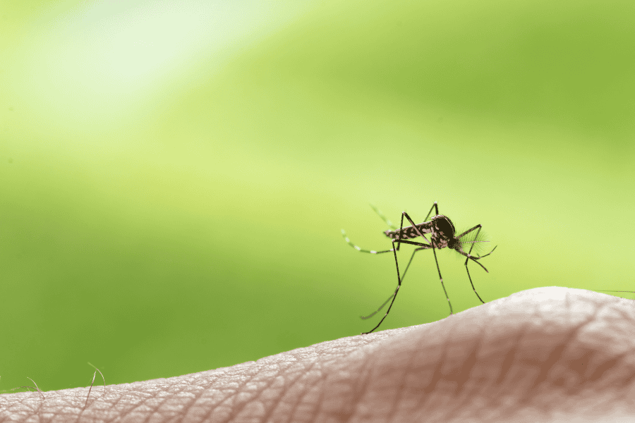 Florida Homeowner’s Guide to Mosquito Prevention