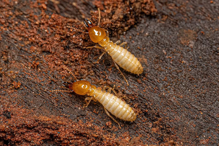 5 Things to Know About Subterranean Termites in Florida