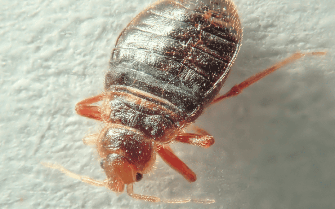 Effective Bed Bug Treatment Solutions