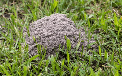How Can You Tell If You Have Fire Ants?