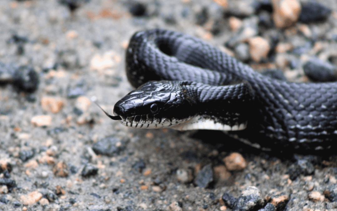 Summer Wildlife: A Guide To Safe Snake Removal