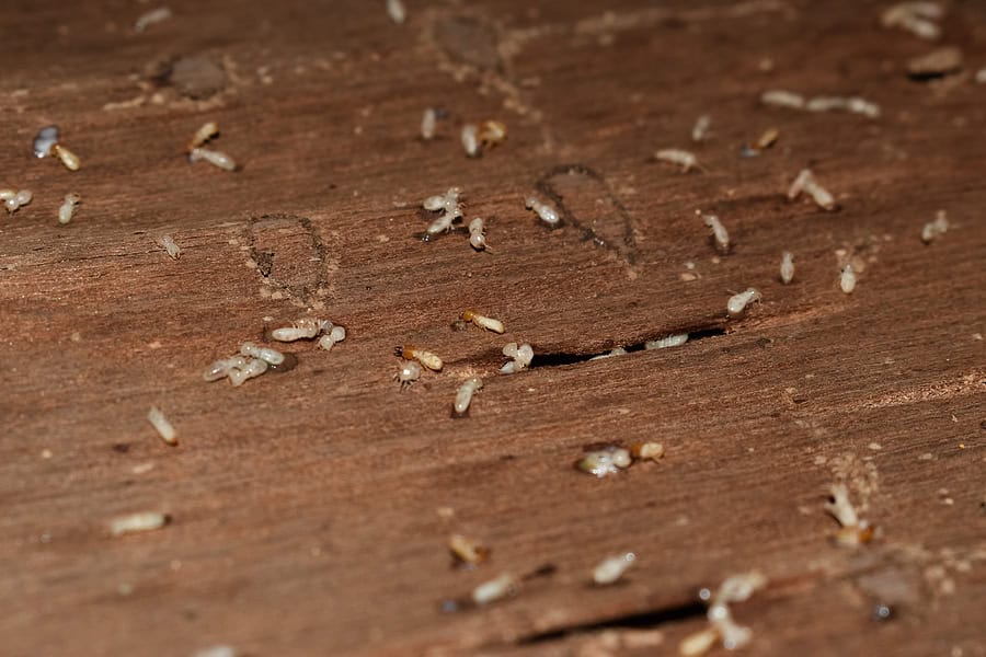 Protecting your Florida Home from Drywood and Subterranean Termites