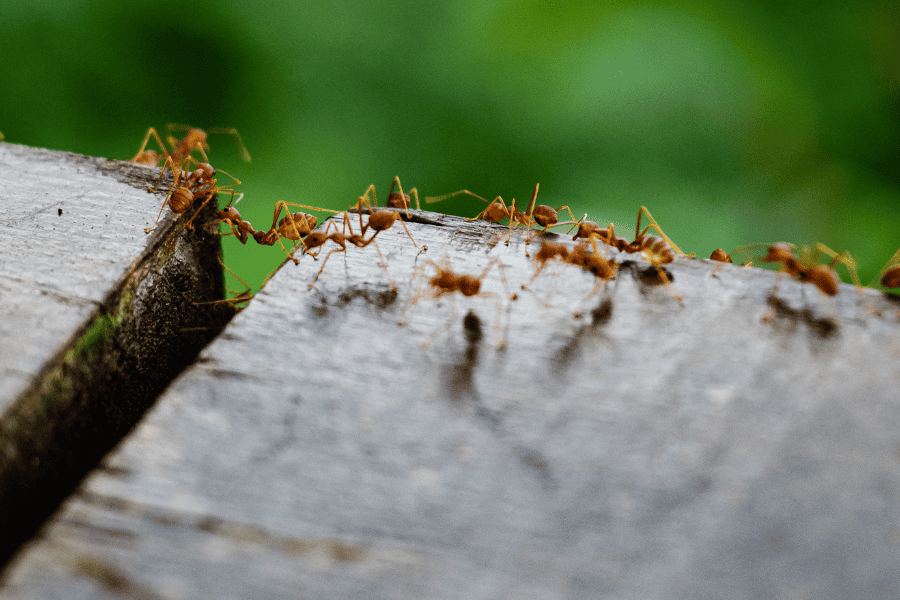 Battling Fire Ants in Florida