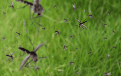 How to Reduce Mosquitoes in Your Florida Yard