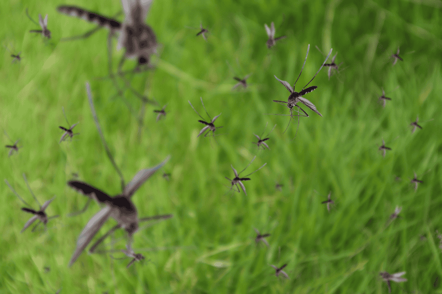 How to Reduce Mosquitoes in Your Florida Yard