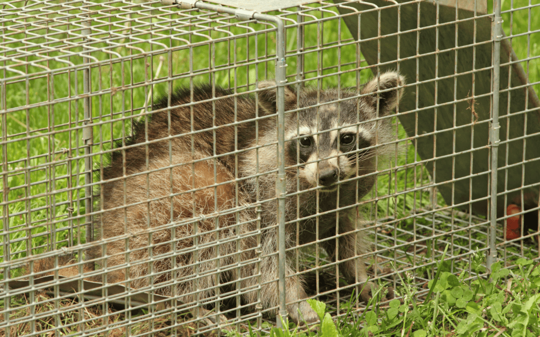 What’s The Best Bait For A Raccoon Trap?