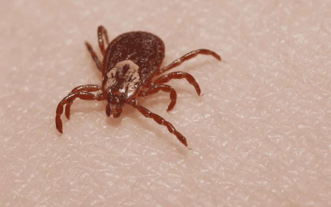 What To Do After A Tick Bite