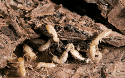 Drywood vs Subterranean Termites in Your Florida Home