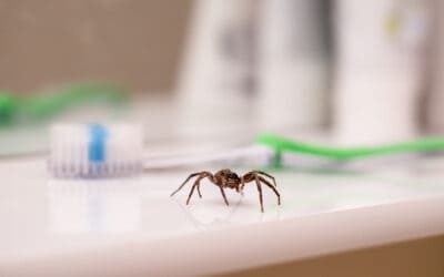 DIY Spider Prevention Tips for Lauderhill Homeowners