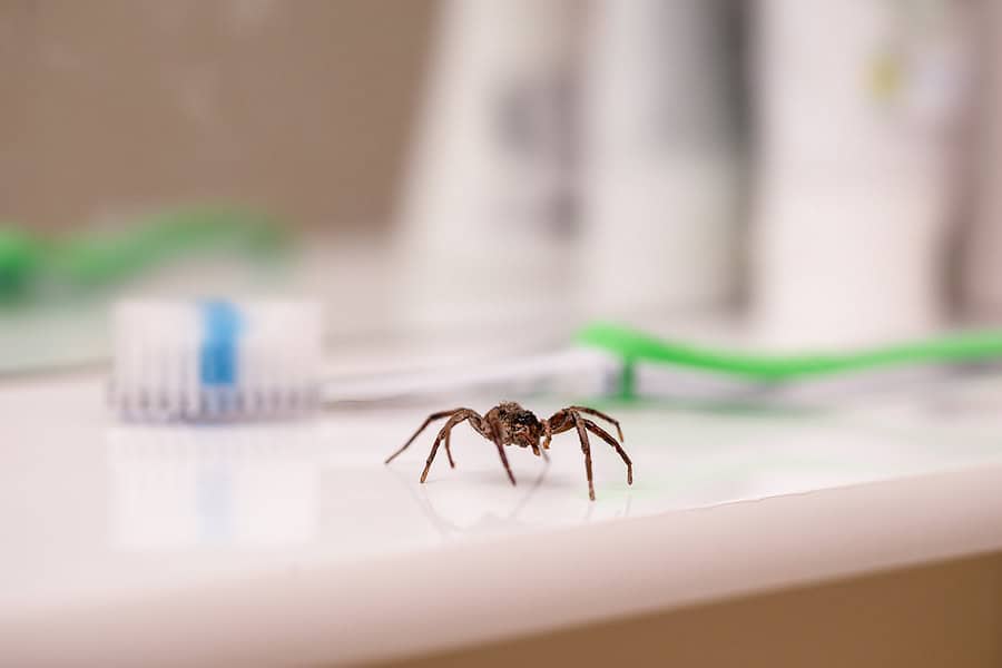 DIY Spider Prevention Tips for Lauderhill Homeowners