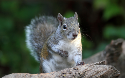 Squirrel Control: How to Deter Squirrels