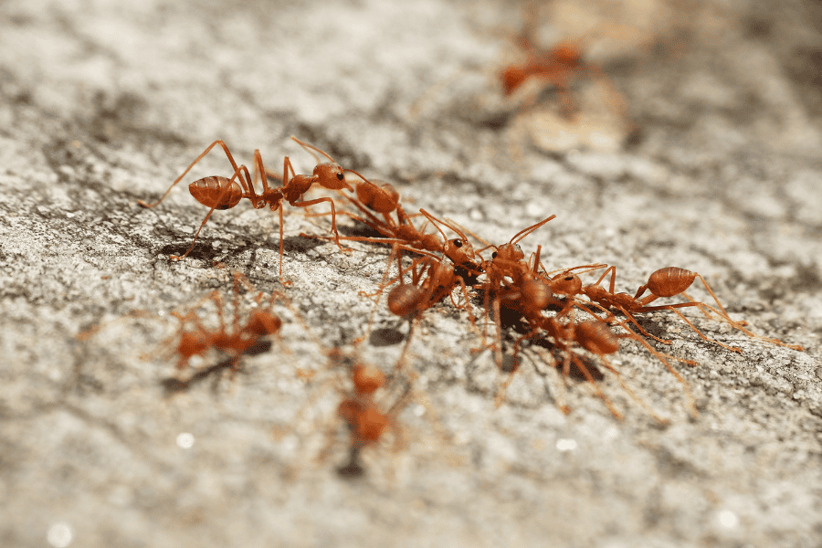 The Best Way to Avoid Fire Ants in Fort Myers