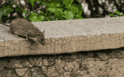 Protecting Your Business from Rats and Mice