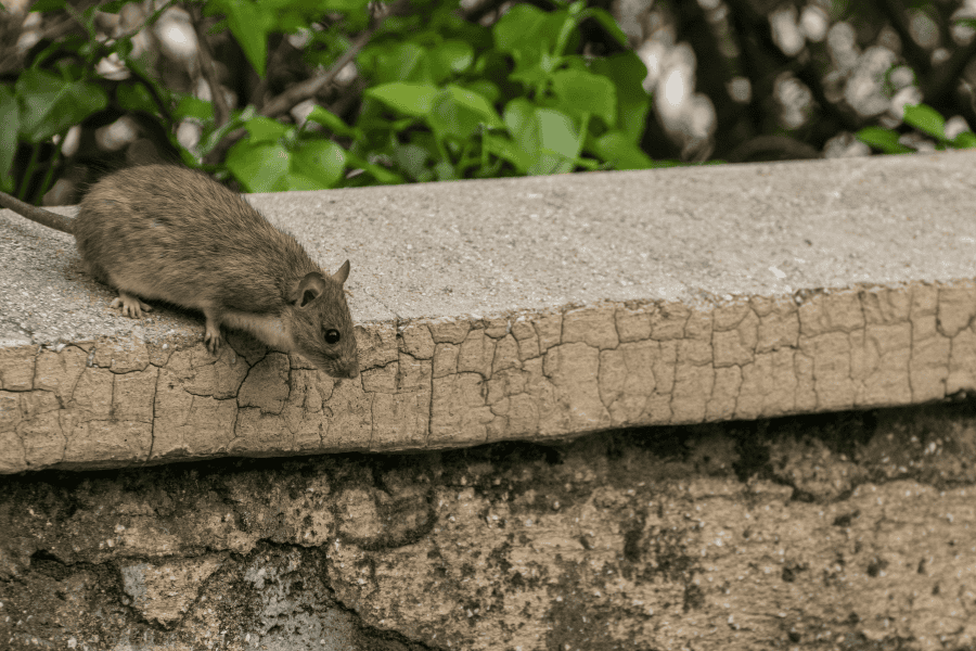 Protecting Your Business from Rats and Mice