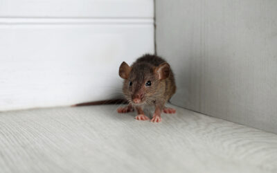 Why Doral Homeowners Need Rodent Prevention