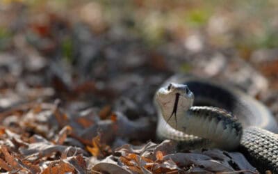 Keeping Snakes Out of Your Florida Yard