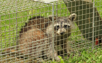 What Bait Is Best For A Raccoon Trap?