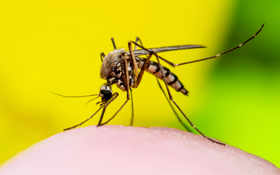 Everything You Need to Know About Mosquito Season in Florida