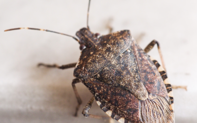 Why Is A Stink Bug In Your Home A Problem?