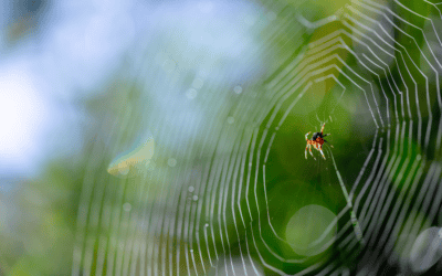 How to Stop Creepy Spiders from Taking Over My Naples Home