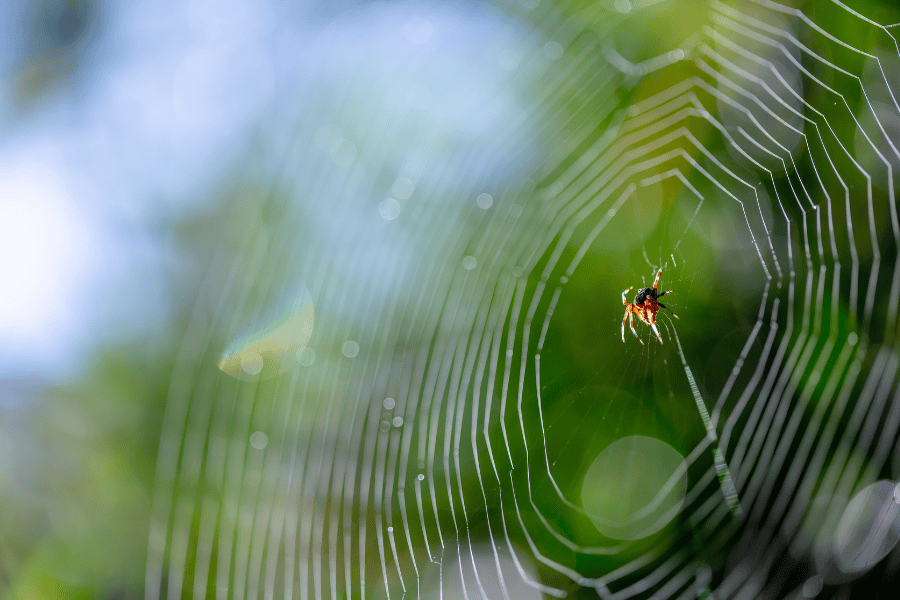 How to Stop Creepy Spiders from Taking Over My Naples Home | Keep ...