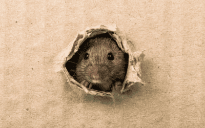 Keeping Rodents Out of Your Broward Attic