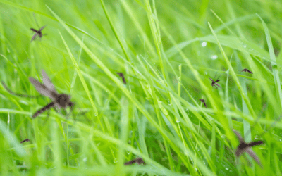 Still Seeing Mosquitoes on Your Pompano Property? Here’s What You Can Do