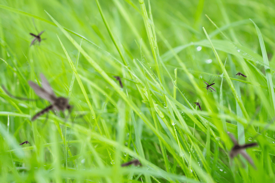 Still Seeing Mosquitoes on Your Pompano Property? Here’s What You Can Do