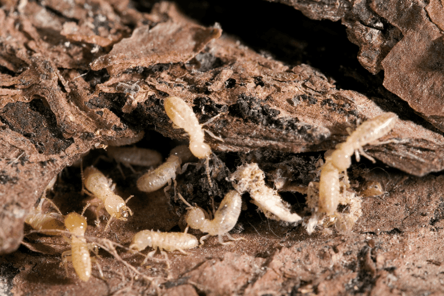 Protecting Your Auburn Home from Termites: What You Need to Know