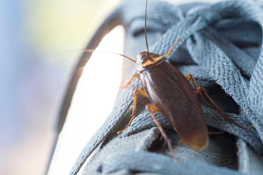 Common Types of Roaches in Fort Myers Homes | Household Pests