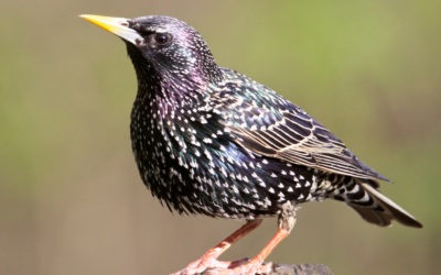 Nuisance Bird Control: Starlings