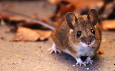 Rodent Control: The Season of Rats and Mice