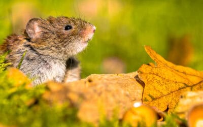 Autumn Armory: Protect Your Florida Home from Fall Pests