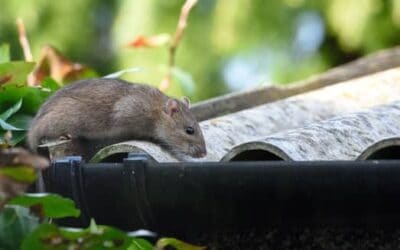 Dealing with Rodents in Bonita Springs: A Homeowner’s Guide