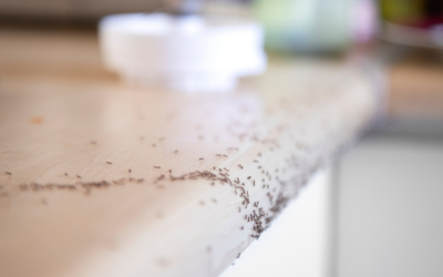 Do You Need Pest Control Services? 7 Signs You Do