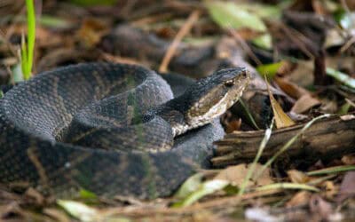 Slithering Season: Florida’s Guide to Snake Awareness and Safety