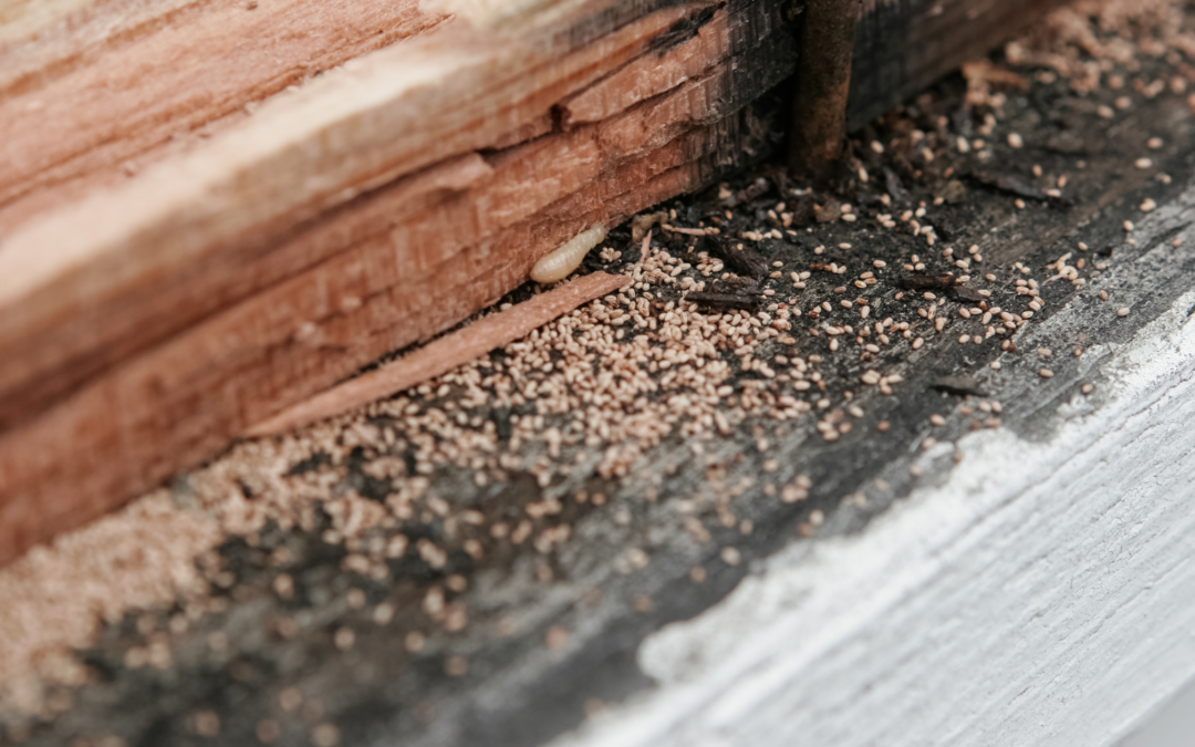 Termite Infestations: What Termite Inspectors Look For