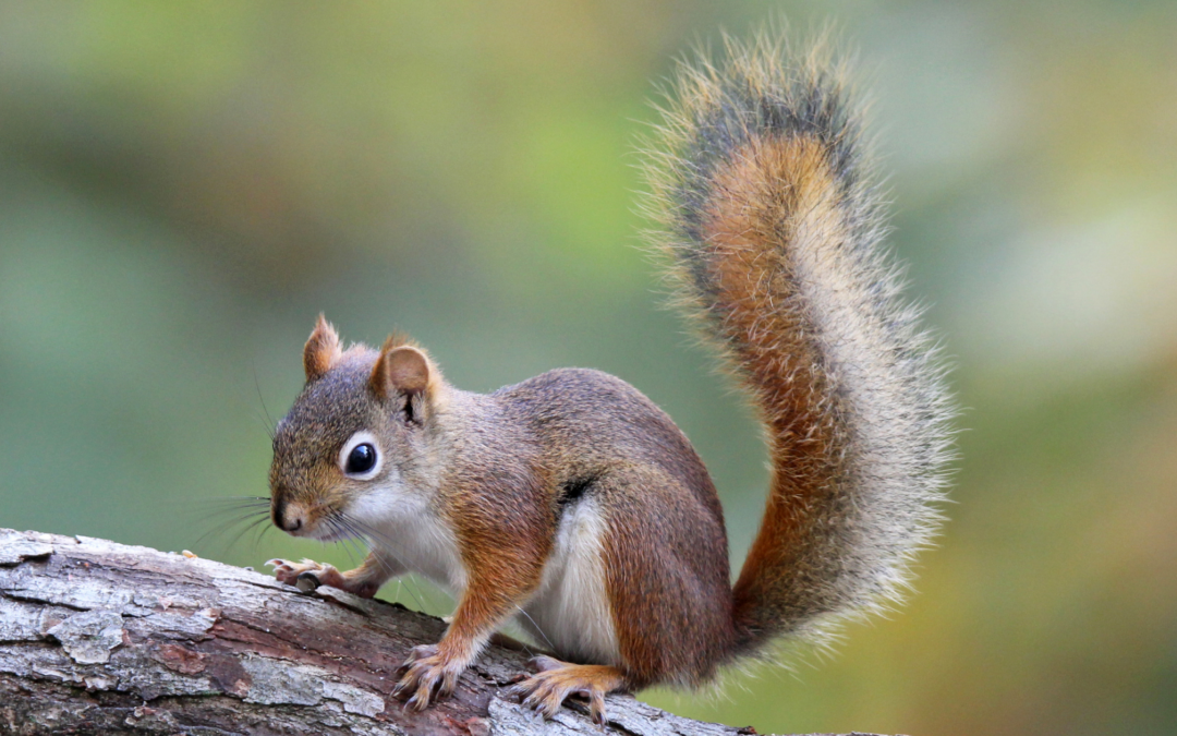 Winter Wildlife Control: Squirrels