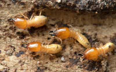 Why Termite Prevention is Crucial for Fort Myers Homeowners