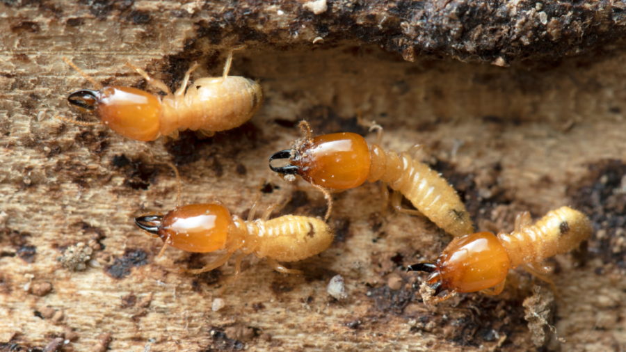 Why Termite Prevention is Crucial for Fort Myers Homeowners