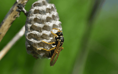 When Are Paper Wasps Most Aggressive?