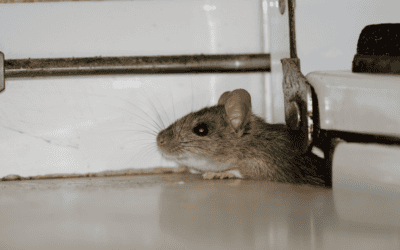 Rodent Control: 12 Tips to Eliminate Rats and Mice