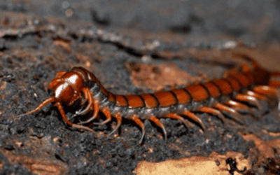 Creepy Crawlers in the Sunshine State: Eco-Friendly Pest Solutions for Florida Homeowners Dealing with Centipedes