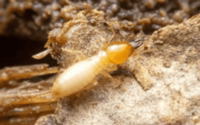 Eco-Friendly Solutions for Preventing Subterranean Termites in Florida