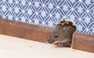 Say Goodbye to Rodents: Eco-Friendly Pest Control Solutions for a Greener Broward County