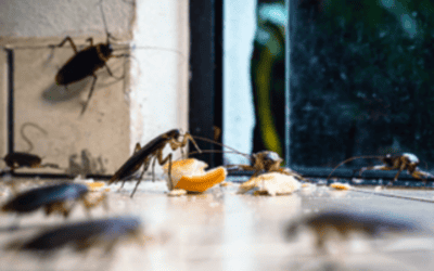 Fort Myers Cockroach Control: Keep Roaches Away in the New Year with Green Pest Solutions